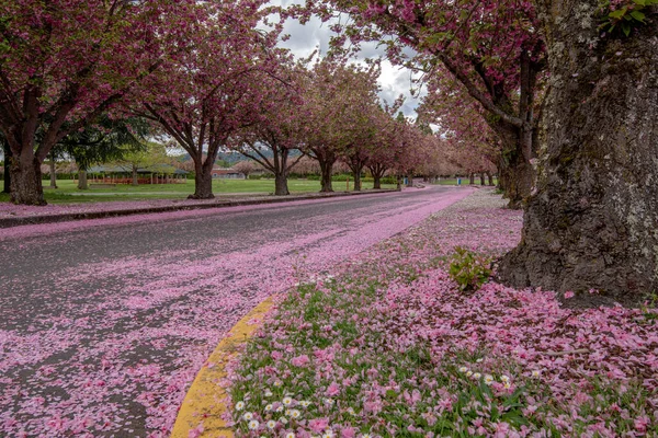 Primavera Florescer Parque Paisagem Colorida Oregon — Fotografia de Stock