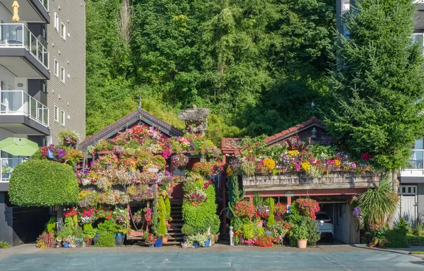 Seattle Bir Mahallede Bitkiler Çiçekler Dekorasyon Evleri — Stok fotoğraf