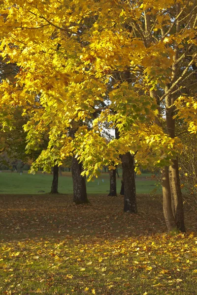 Autumn landscape in a park. — Stock Photo, Image