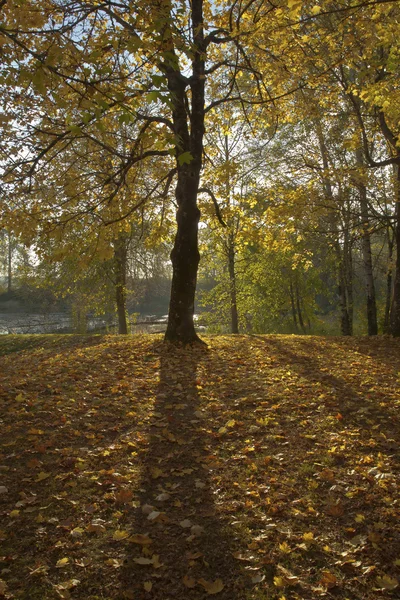 Paisagem de outono em um parque . — Fotografia de Stock