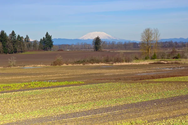 Mount St. Helens en boerderij velden Oregon. — Stockfoto