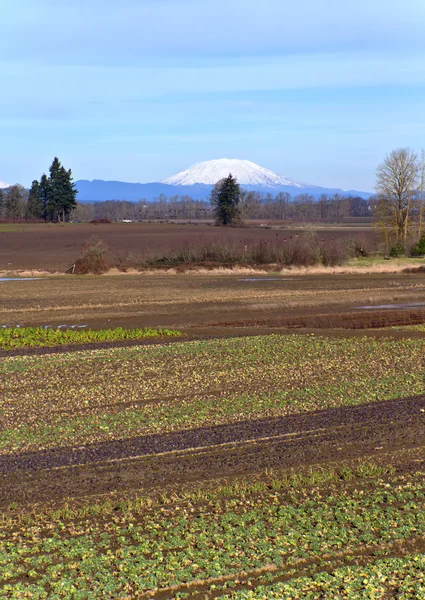 Mt. St. Helens and farm fields Oregon. — Stock Photo, Image