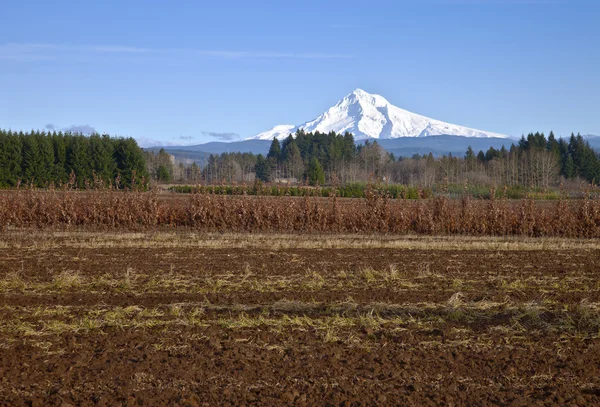 Mt Hood in snow and fields. — Stock Photo, Image