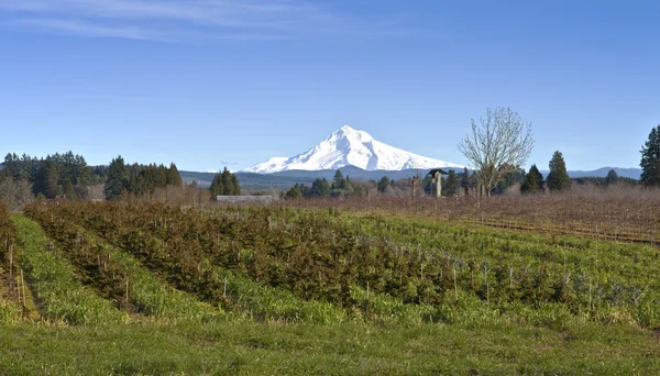 Mt Hood in snow and plant fields. — Stock Photo, Image