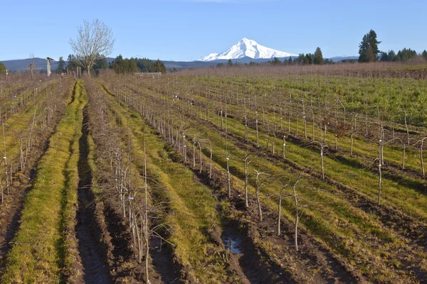 Mt Hood in snow and plant fields. — Stock Photo, Image