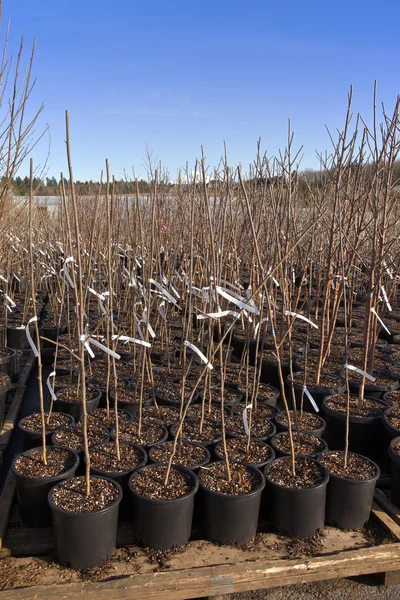 Seedling planten in draagbare potten Oregon. — Stockfoto