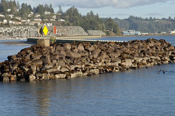 Zeeleeuwen op rotsen in Newport Oregon. — Stockfoto