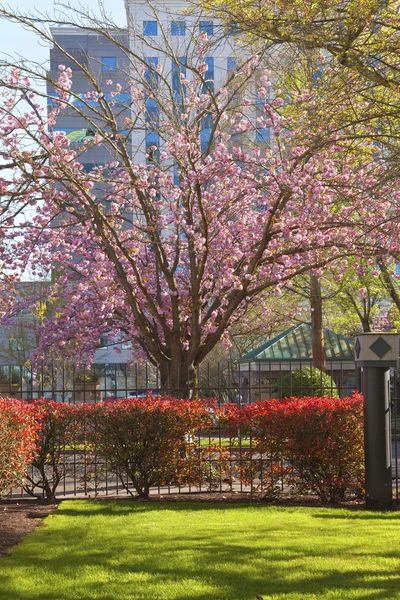 Frühlingsblüte in Portland oregon. — Stockfoto