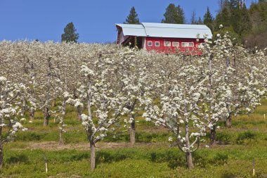 Elma bahçelerinde Hood River Oregon.