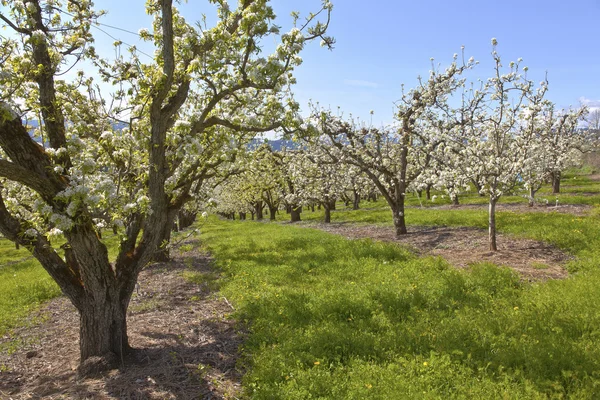 Apfelplantagen in Kapuze Fluss oregon. — Stockfoto