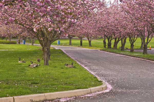 Spring blooms pink row trees in a park.
