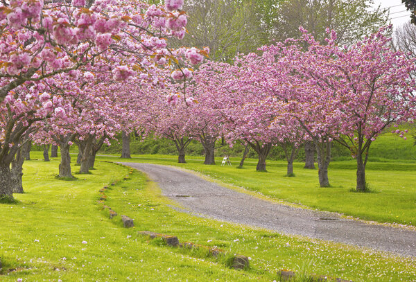 Spring blooms pink row trees in a park.