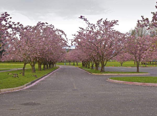 Spring blooms pink row trees in a park.