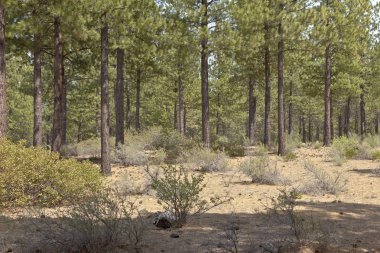 Lav Butte Oregon yakın ağaç orman.