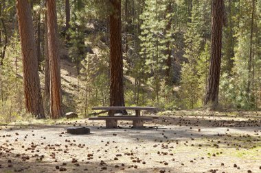 Piknik alanı orman Merkezi Oregon.