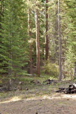 Piknik alanı orman Merkezi Oregon.