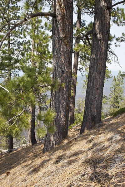 Lava Butte floresta e área circundante . — Fotografia de Stock