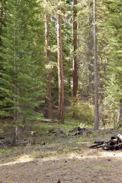 Piknik terület az erdő Közép-Oregon. — Stock Fotó