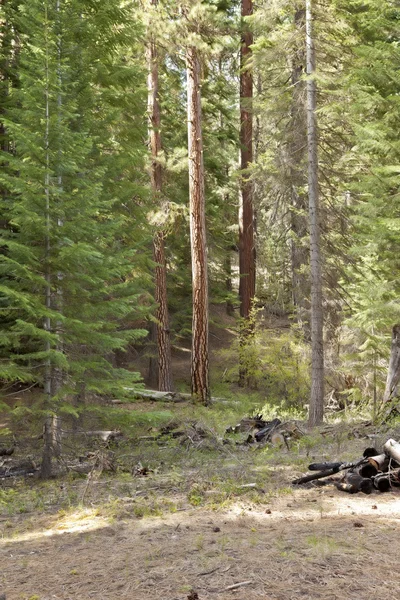 Área de piquenique na floresta central de Oregon . — Fotografia de Stock