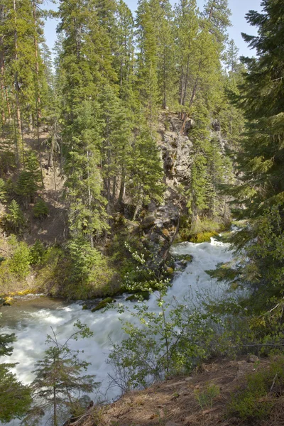 Rivier stroom en forest central Oregon. — Stockfoto