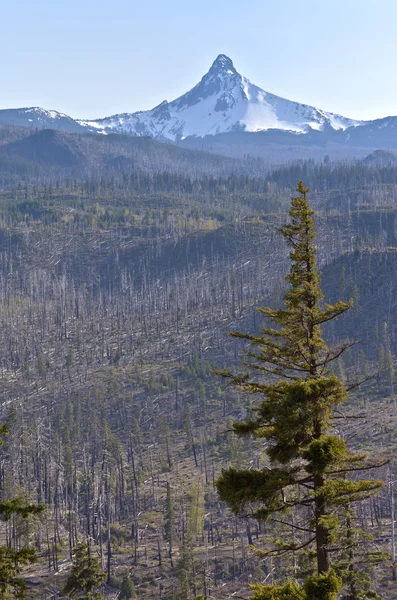 Mt. washington en een verbrande bos. — Stockfoto