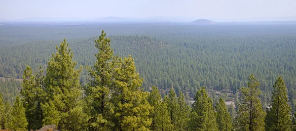 Landscape of a dense forest in central Oregon — Stock Photo, Image