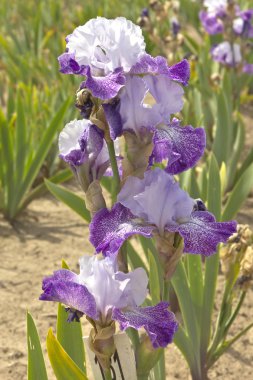 Iris alan Keizer Oregon.