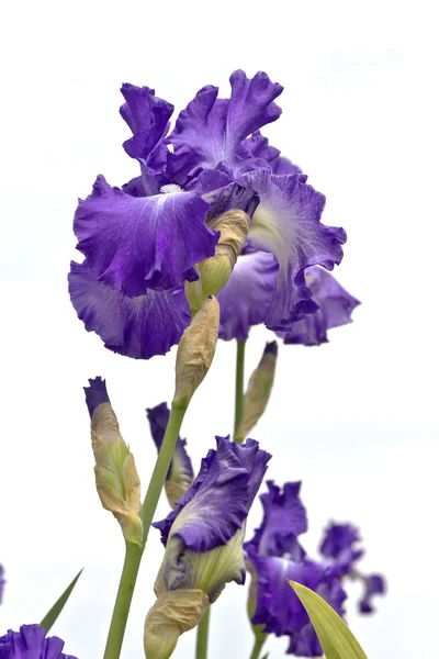 Ruas Iris di Keizer Oregon . — Stok Foto