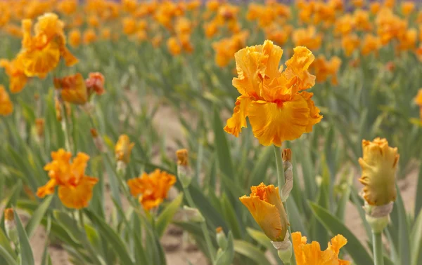 Iris field in Keizer Oregon. — Stock Photo, Image