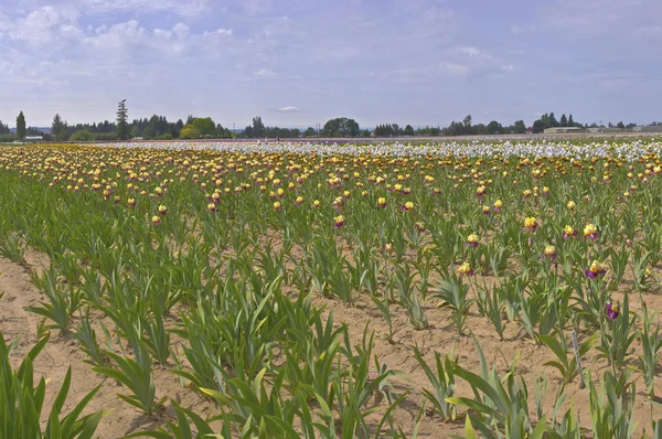 Iris field in Keizer Oregon. — Stock Photo, Image
