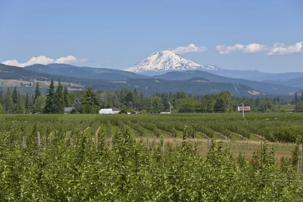 Mt. Adams and Hood River valley Oregon. — Stock Photo, Image