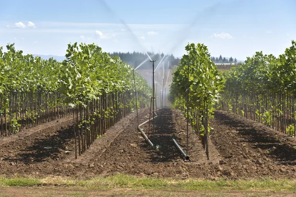 Vivero de plantas cerca de Sandy Oregon . —  Fotos de Stock