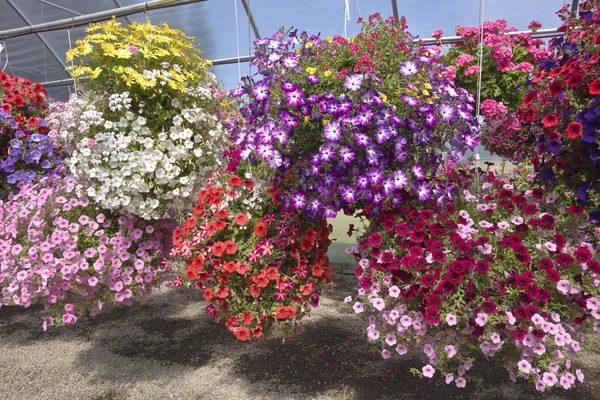 Boerderij en tuin kwekerij in canby (Oregon). — Stockfoto