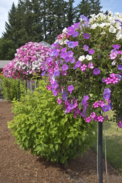 Bauernhof und Gärtnerei in canby oregon. — Stockfoto