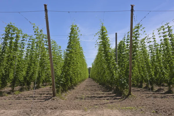 Agriculture and farming of hops in Oregon. — Stock Photo, Image