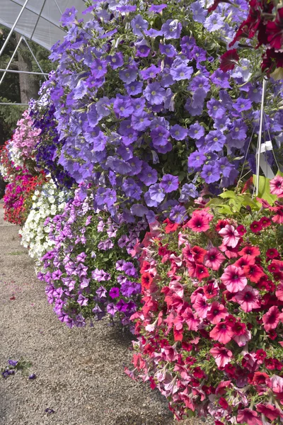 Bauernhof und Gärtnerei in canby oregon. — Stockfoto