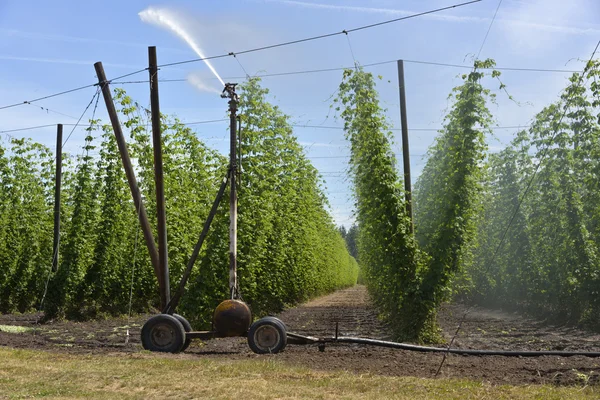 Agriculture and farming of grain hops in Oregon. — Stock Photo, Image
