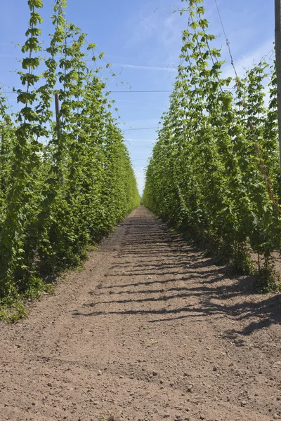 Landwirtschaft und Hopfenanbau in Oregano. — Stockfoto