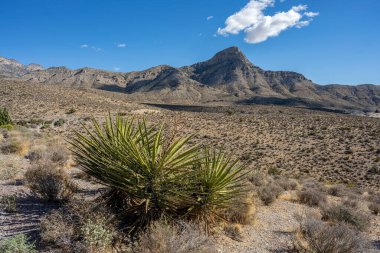 Visiting the Red Rock Canyon outside Las Vegas Nevada.