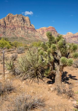 The visit to the Red Rock Canyon near Las Vegas Nevada state.