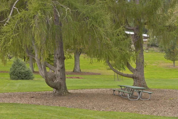 Immergrüne Bäume in einem Park tacoma wa. — Stockfoto