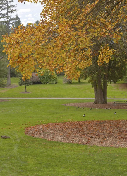 Herbst in einem Park tacoma wa. — Stockfoto
