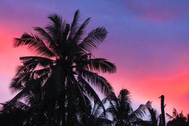 Parlak bir günbatımının arka planında bir palmiye ağacının silueti. Tropik palmiyeler