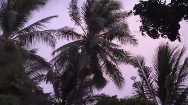 Palmeira em ventos de tempestade tropical — Vídeo de Stock