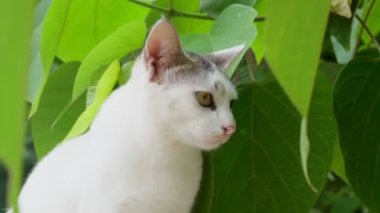 Küçük beyaz bir kedi yavrusu yeşil yaprakların arkasında oturur.