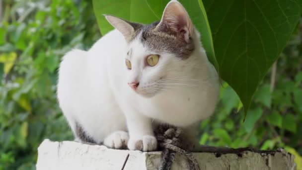 푸른 잎을 배경으로 앉아 있는 작고 흰 새끼 고양이 — 비디오