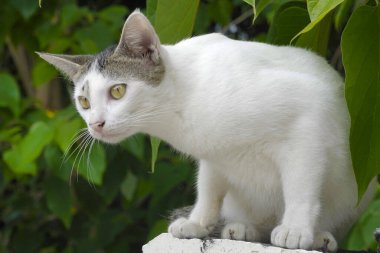 Küçük beyaz bir kedi yavrusu yeşil yaprakların arkasında oturur..