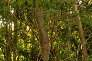 Güneş ışığında yeşil yapraklar. Yüksek kalite fotoğraf