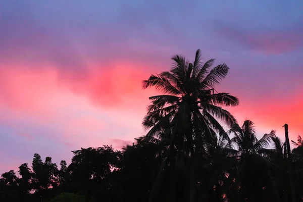 Σιλουέτα Φοινικόδεντρου Στο Φόντο Ενός Λαμπρού Ηλιοβασιλέματος Τροπικά — Φωτογραφία Αρχείου