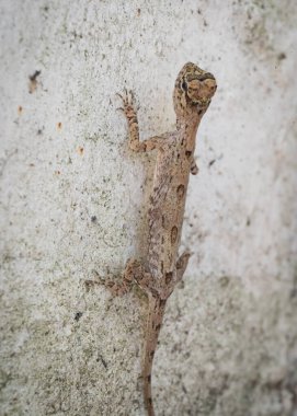 Duvarda uzun kuyruklu güzel bir kertenkele oturuyor. Yüksek kalite fotoğraf